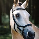 Pferdefotografie in Aachen